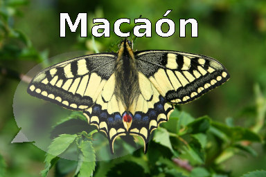 podcast logo macaón