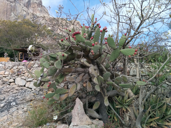 Cactus Tuna