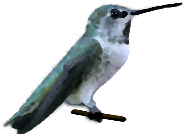 Calypte anna (female)